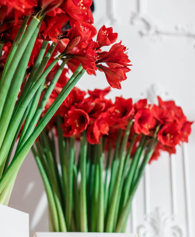 Красный декор на дне рождении